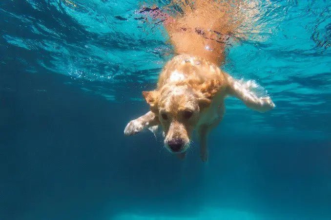 Dog Pool Safety