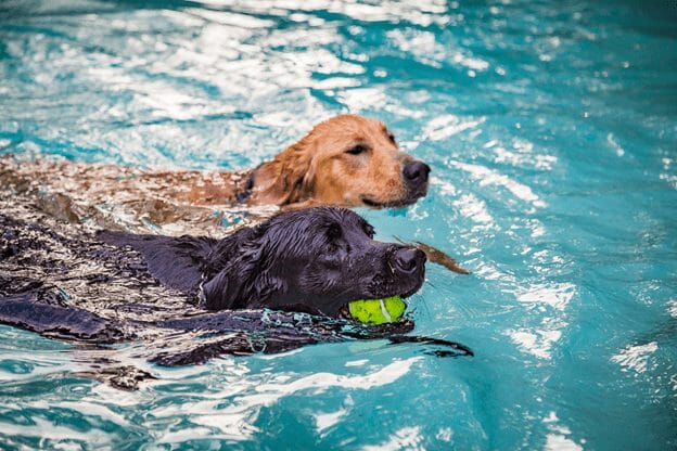 Keeping Your Dog Safe with a Dog Pool Ladder WaterDog Adventure Gear