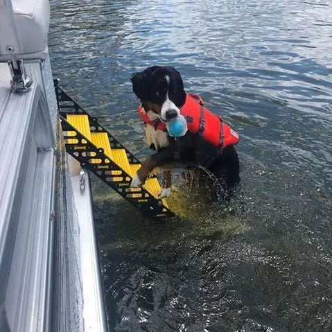 Dog Ramp For Pontoon Boats The Best Dog Ladder for Pontoons WaterDog Adventure Gear