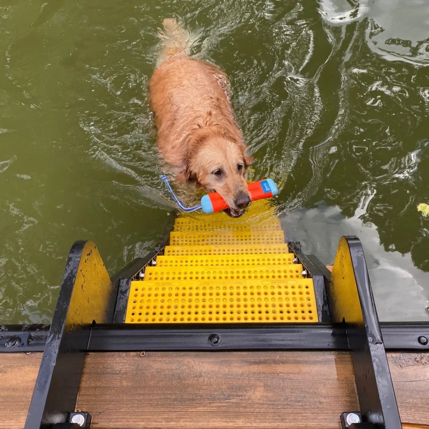 Dog water ramp online