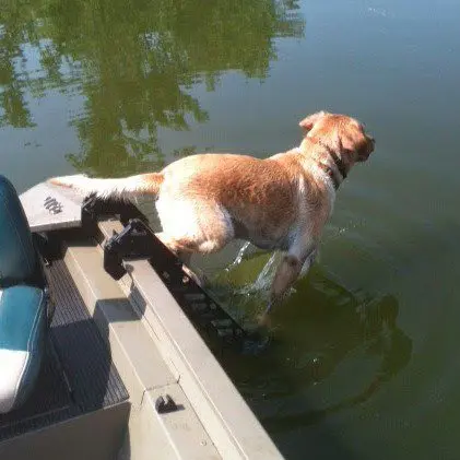Dog jumping off boat