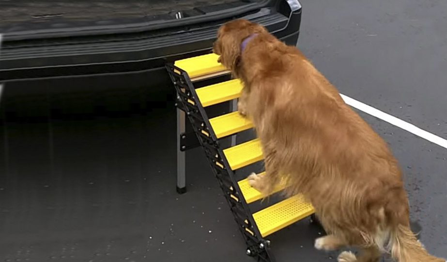 folding dog ladder