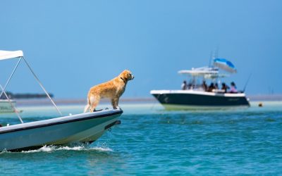 Dog Boat Safety