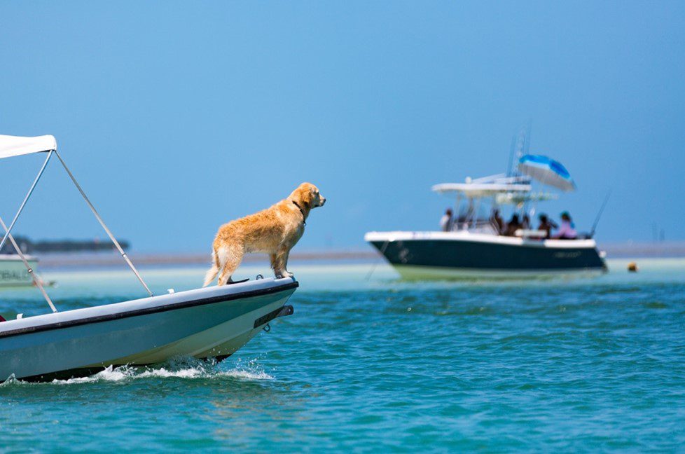 Six Must Have Dog Items to Take on a Boat