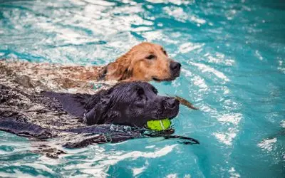 Keeping Your Dog Safe with a Dog Pool Ladder