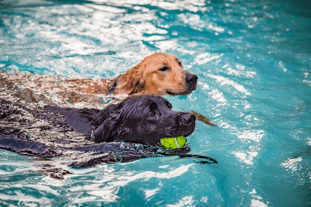 dog-swimming