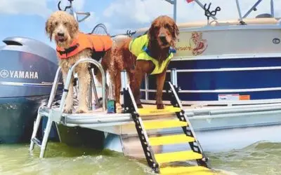 Dog Swim Ladder vs. Human Swim Ladder