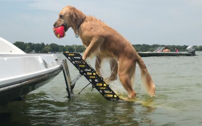 Choosing the Right Dog Ladder for Your Canine Companion
